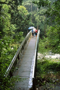 Bridge Below Whangarei Falls Poster Print by David Wall showcasing the serene landscape of Northland, New Zealand.