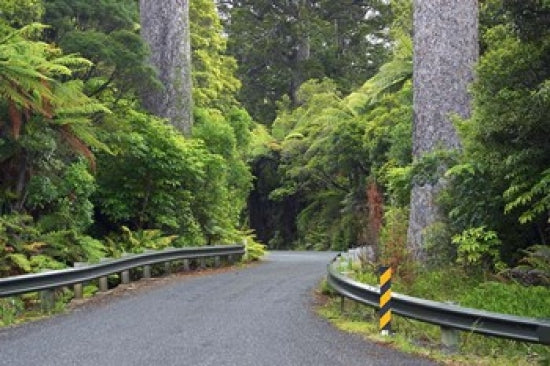 Road between Kauri Trees, Waipoua Kauri Forest Poster Print by David Wall