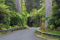 Road between Kauri Trees, Waipoua Kauri Forest Poster Print by David Wall