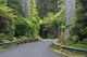 Road between Kauri Trees, Waipoua Kauri Forest Poster Print by David Wall