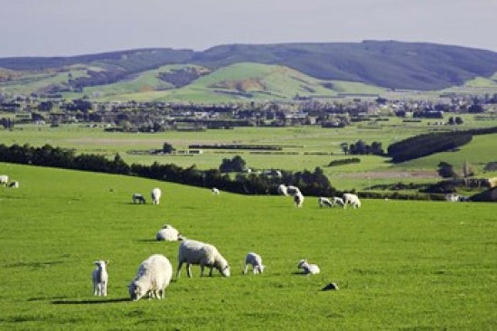 Farmland at Milburn, South Otago, South Island, New Zealand Poster Print by David Wall