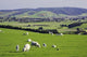 Farmland at Milburn, South Otago, South Island, New Zealand Poster Print by David Wall