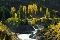 Autumn Colours at Kawarau River poster print by David Wall