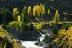 Autumn Colours at Kawarau River poster print by David Wall