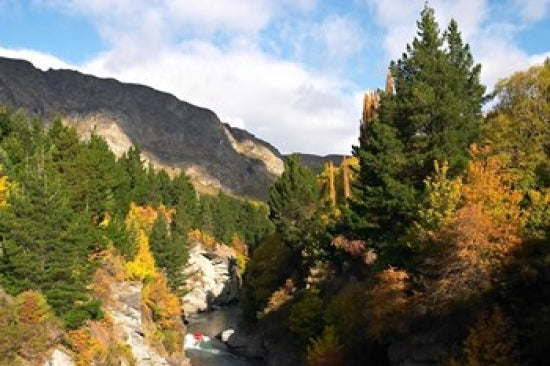 Shotover Jet on the Shotover River Poster Print by David Wall