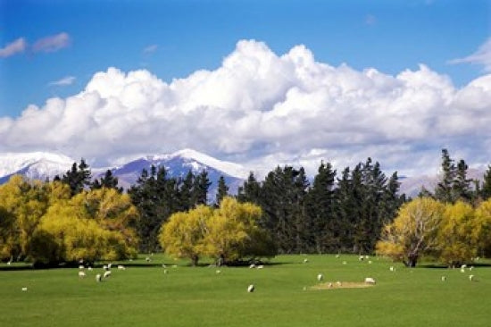 Farmland in Southland, South Island, New Zealand Poster Print by David Wall