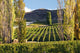 Felton Road Vineyard Poster Print by David Wall showcasing lush landscapes of Bannockburn, New Zealand.