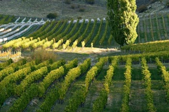 Felton Road Vineyard Poster Print by David Wall featuring lush vineyards in Central Otago, New Zealand.