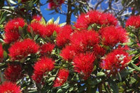 Pohutukawa Flowers Poster Print by David Wall showcasing vibrant red blossoms.