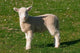New Lamb Landscape Poster Print by David Wall, featuring the serene beauty of South Island, New Zealand.