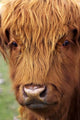 Scottish Cow Poster Print by David Wall featuring Deer Park Heights in Queenstown, New Zealand.