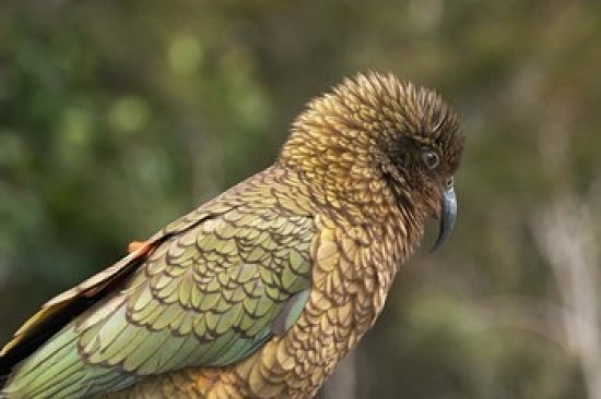Kea, New Zealand Alpine Parrot poster print by David Wall