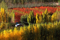 Autumn Colours Poster Print by David Wall showcasing Central Otago, New Zealand.