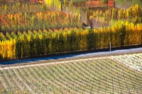 Autumn in Mt Difficulty Vineyard Poster Print by David Wall