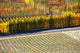 Autumn in Mt Difficulty Vineyard Poster Print by David Wall