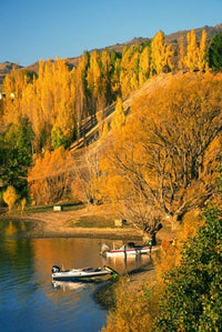 Boats and Autumn Colours, Lake Dunstan, Central Otago, New Zealand Poster Print by David Wall.