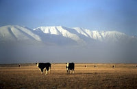 Fine Art Print of Cows and Hawkdun Range by David Wall