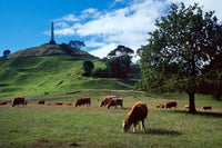 Cows One Tree Hill Auckland Poster Print by David Wall showcasing a serene landscape.