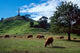 Cows One Tree Hill Auckland Poster Print by David Wall showcasing a serene landscape.