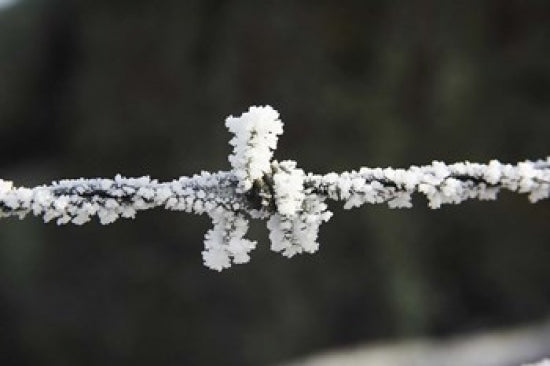 Frosty Barbed Wire poster print capturing Otago, South Island, New Zealand by David Wall.