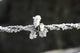 Frosty Barbed Wire poster print capturing Otago, South Island, New Zealand by David Wall.