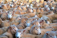 Mob of Sheep in Yard Poster Print by David Wall