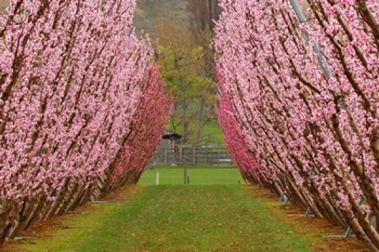 Orchard in Spring, Cromwell fine art print by David Wall, showcasing vibrant spring landscapes.