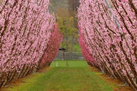 Orchard in Spring, Cromwell fine art print by David Wall, showcasing vibrant spring landscapes.