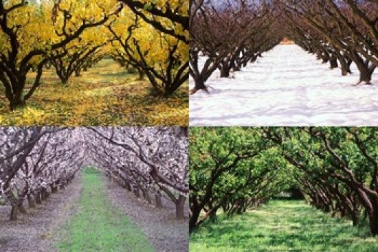 Orchard through the Seasons Poster Print by David Wall showcasing vibrant landscapes of Central Otago, New Zealand