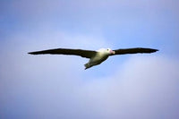 Royal Albatross Poster Print featuring Dunedin, South Island, New Zealand by David Wall