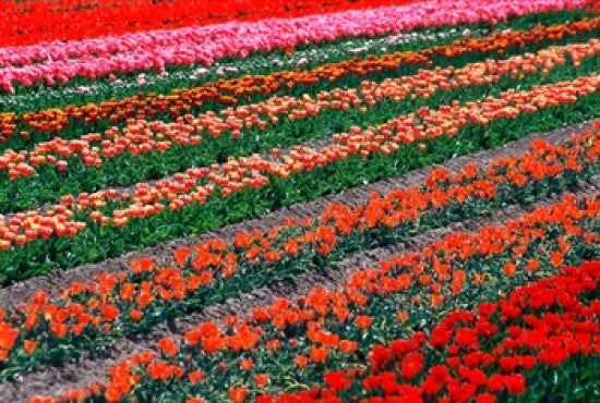 Tulip Fields Poster Print by David Wall showcasing colorful tulips in Tapanui, Southland, New Zealand.
