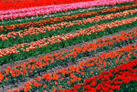 Tulip Fields Poster Print by David Wall showcasing colorful tulips in Tapanui, Southland, New Zealand.