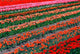 Tulip Fields Poster Print by David Wall showcasing colorful tulips in Tapanui, Southland, New Zealand.