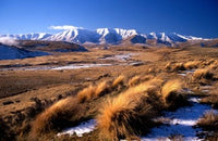Tussocks and Hawkdun Range Art Print by David Wall showcasing beautiful landscapes of Central Otago, New Zealand.