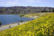 Californian Poppies and Cyclists Art Print by David Wall featuring Lake Dunstan, New Zealand.