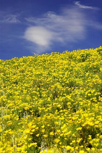 Californian Poppies Art Print - Central Otago, New Zealand by David Wall
