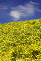 Californian Poppies Art Print - Central Otago, New Zealand by David Wall