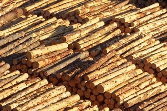 Log Stacks in Marlborough Sounds, South Island, New Zealand Poster Print
