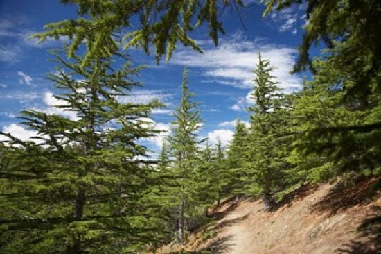 Larch Forest at Lake Benmore poster print by David Wall