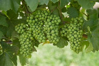 Pinot Noir Grapes Poster Print from Domain Road Vineyard, Bannockburn, New Zealand by David Wall