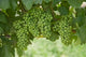 Pinot Noir Grapes Poster Print from Domain Road Vineyard, Bannockburn, New Zealand by David Wall
