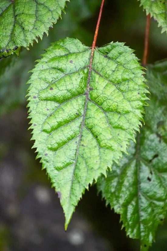 Wineberry, West Coast, South Island, New Zealand Poster Print by David Wall