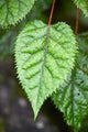 Wineberry, West Coast, South Island, New Zealand Poster Print by David Wall