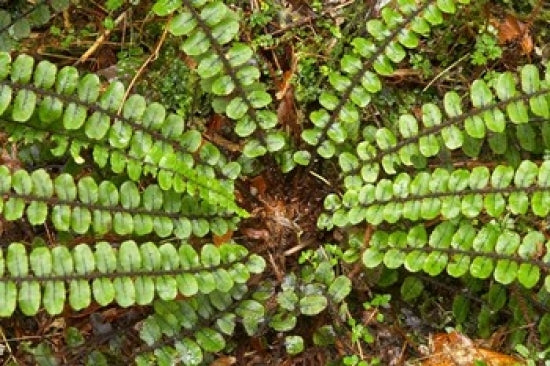 Ferns near Lake Moeraki fine art print by David Wall