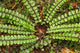 Ferns near Lake Moeraki fine art print by David Wall