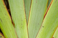 Flax Detail Poster Print by David Wall featuring lush landscapes of New Zealand's West Coast.