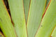 Flax Detail Poster Print by David Wall featuring lush landscapes of New Zealand's West Coast.
