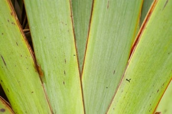 Flax Detail West Coast South Island New Zealand Poster Print by David Wall