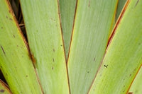 Flax Detail West Coast South Island New Zealand Poster Print by David Wall