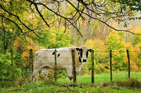 Cow and Farmland Poster Print by David Wall depicting serene rural landscape in New Zealand